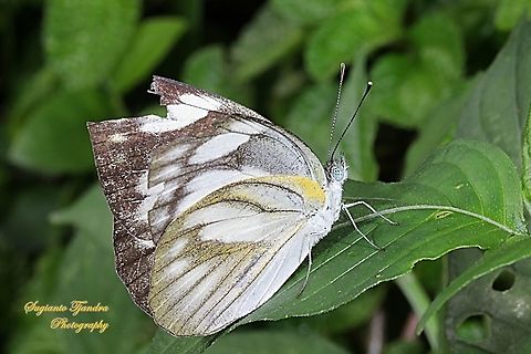 Striped Albatross Butterfly, Appias olferna olferna - female  Appias olferna,Eastern striped albatross,Fall,Geotagged,Indonesia