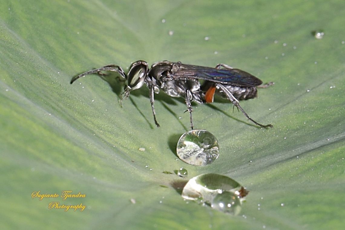 Larrine crabronid wasp, Liris subtesselatus  Fall,Geotagged,Indonesia,Liris subtesselatus