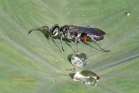 Larrine crabronid wasp, Liris subtesselatus  Fall,Geotagged,Indonesia,Liris subtesselatus
