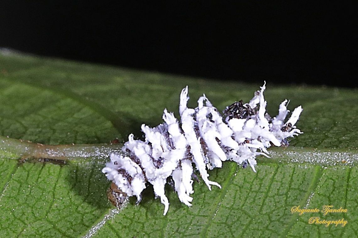 Mealybug destroyer, the larvae of a lady beetle, Cryptolaemus montrouzier  Cryptolaemus montrouzieri,Geotagged,Indonesia,Mealybug Ladybird,Summer