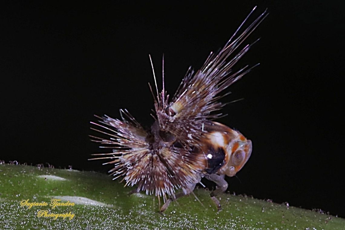 Ricaniid Planthopper Nymph (Ricaniidae)  Geotagged,Indonesia,Summer