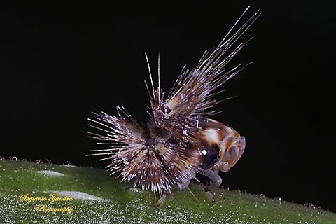 Ricaniid Planthopper Nymph (Ricaniidae)  Geotagged,Indonesia,Summer