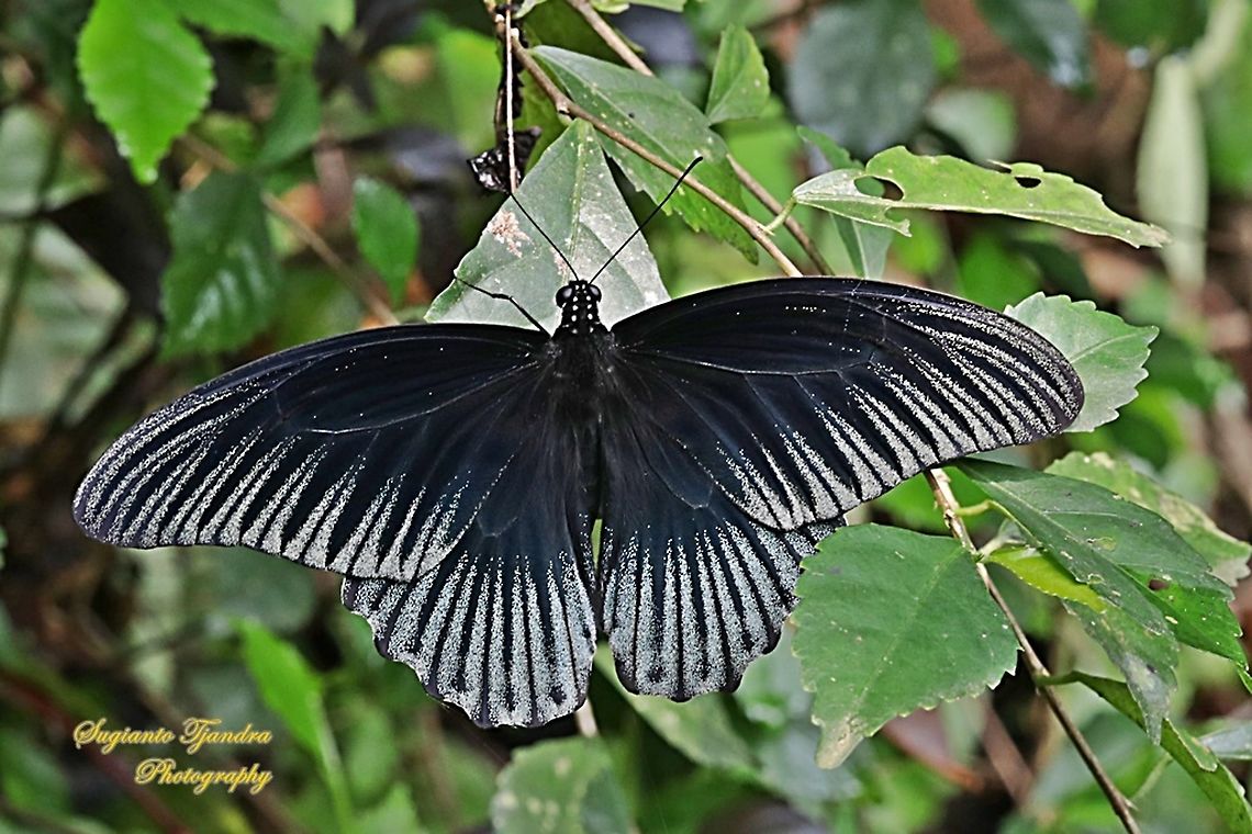 Great Mormon Butterfly, Papilio memnon memnon - Male  Fall,Geotagged,Great Mormon,Indonesia,Papilio memnon