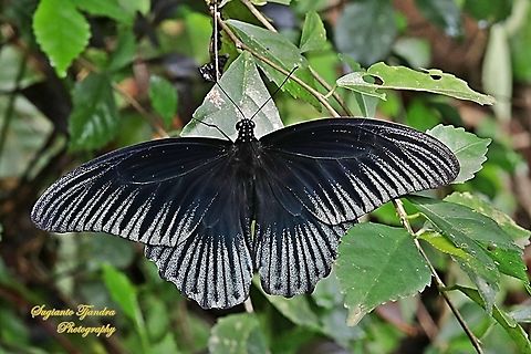 Great Mormon Butterfly, Papilio memnon memnon - Male  Fall,Geotagged,Great Mormon,Indonesia,Papilio memnon