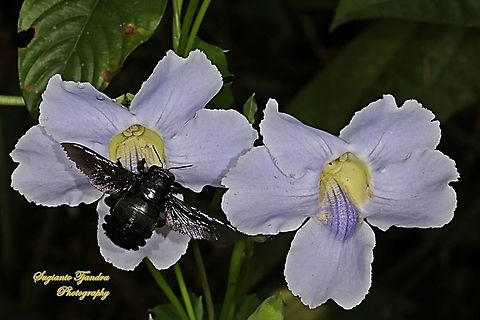 A Black Carpenter Bee sucking nectar on the Blue sky flowers, Thunbergia grandiflora  Fall,Geotagged,Indonesia