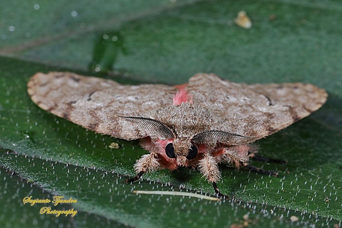 Tussock Moth  Fall,Geotagged,Indonesia