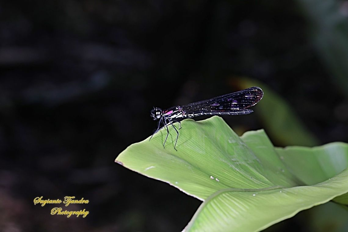 Jewel damselfly/Rhinocypha fenestrata, family Chlorocyphidae - male  Fall,Geotagged,Indonesia,Rhinocypha Fenestrata,Rhinocypha fenestrata