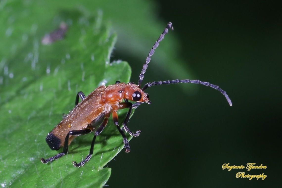 Soldier Beetle (Cordylocera pectoralis)  Cordylocera pectoralis,Fall,Geotagged,Indonesia