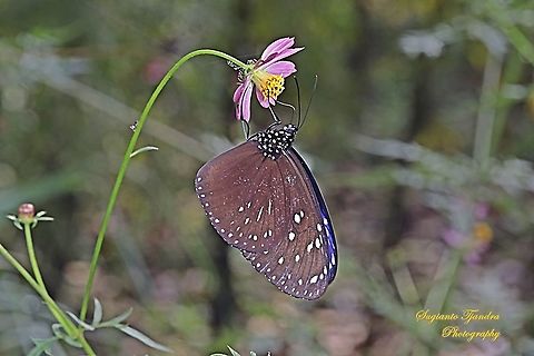 Striped Blue Crow (Euploea mulciber basilissa) - male sucking nectar on the Cosmos caudatus  Euploea mulciber,Fall,Geotagged,Indonesia,Striped Blue Crow