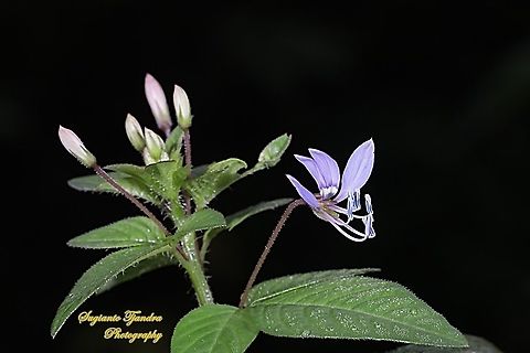 Purple Cleome, Cleome rutidosperma  Cleome rutidosperma,Fall,Fringed spider flower,Geotagged,Indonesia