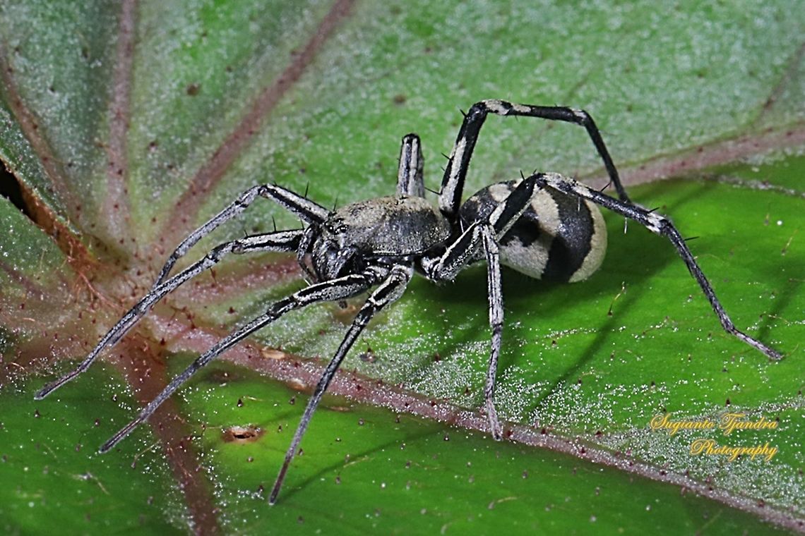 Ant-Like Sac Spider, Corinnomma severum  Corinnomma severum,Fall,Geotagged,Indonesia