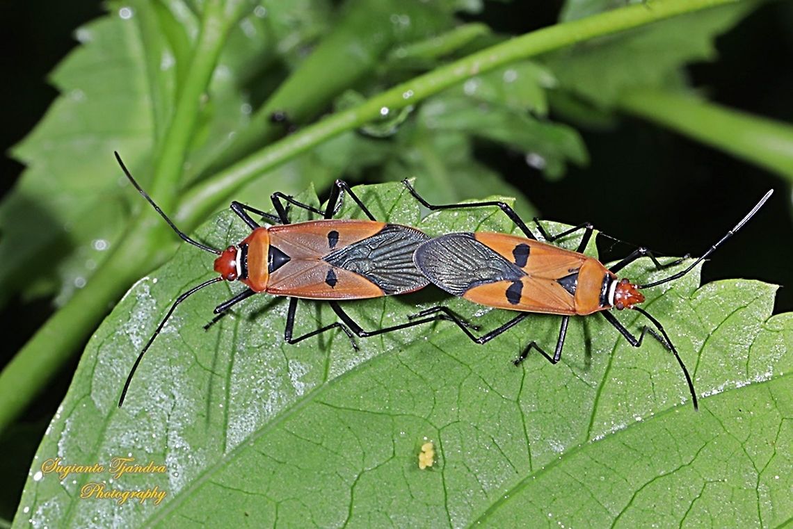 The Red Cotton Stainer (Dysdercus cingulatus) - Mating  Dysdercus cingulatus,Fall,Geotagged,Indonesia,Red cotton bug