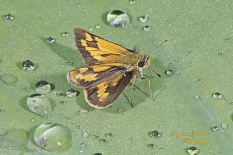 Skipper Butterfly - The Lesser Dart (Potanthus omaha)  Fall,Geotagged,Indonesia,Lesser dart,Potanthus omaha