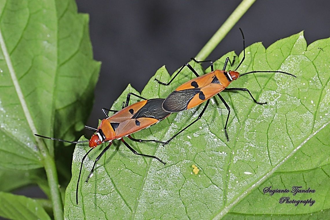 The Red Cotton Stainer (Dysdercus cingulatus) - Mating  Dysdercus cingulatus,Fall,Geotagged,Indonesia,Red cotton bug