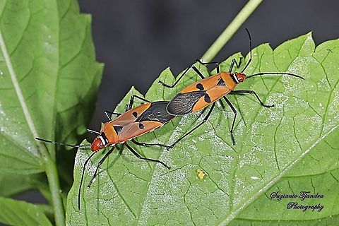 The Red Cotton Stainer (Dysdercus cingulatus) - Mating  Dysdercus cingulatus,Fall,Geotagged,Indonesia,Red cotton bug