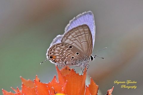The Plains Cubid/Cycad Blue Butterfly (Chilades pandava)  Chilades pandava,Geotagged,Indonesia,Plains Cupid,Summer