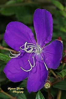 Princess Flower, Tibouchina urvilleana (Melastomataceae Sp)  Fall,Geotagged,Indonesia,Tibouchina urvilleana