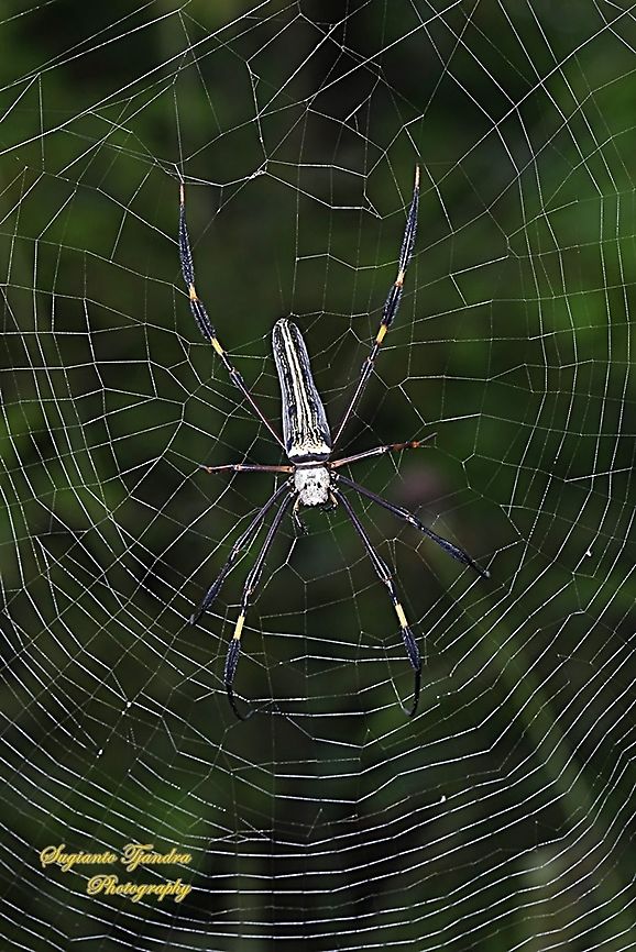 Golden orb-web spider, Nephila Pilipes  Fall,Geotagged,Indonesia,Nephila pilipes