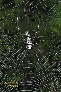 Golden orb-web spider, Nephila Pilipes  Fall,Geotagged,Indonesia,Nephila pilipes