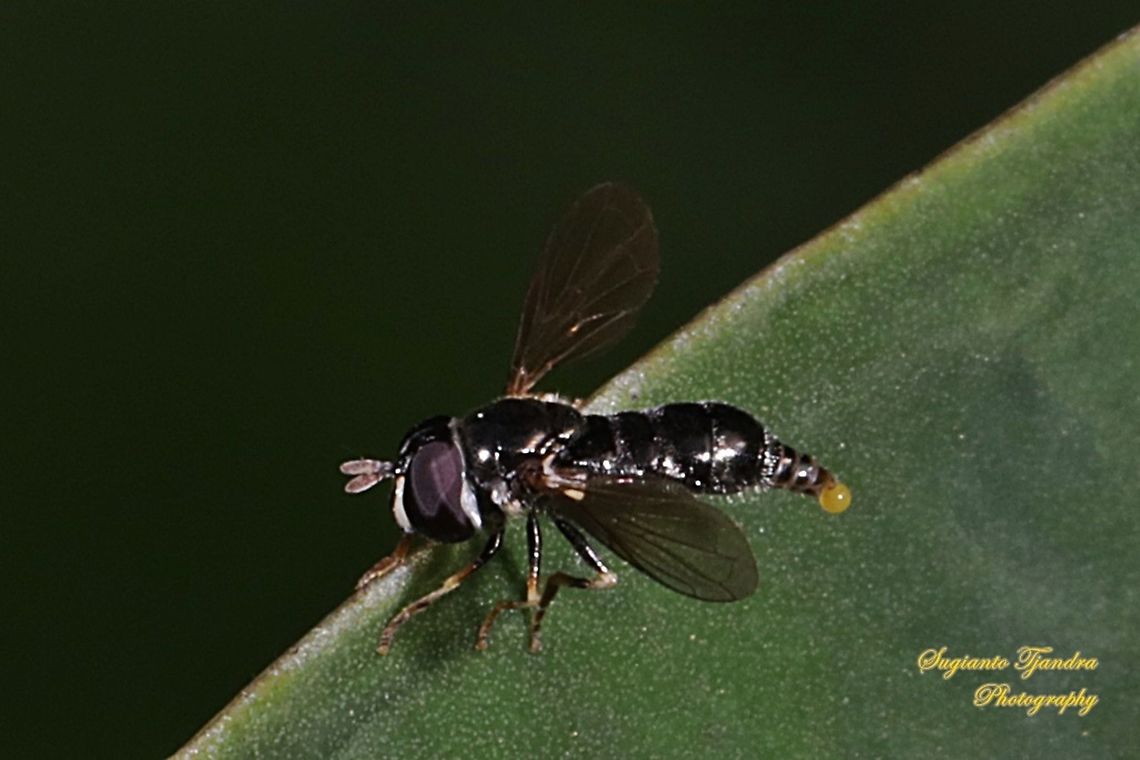 Hoverfly, Paragus Sp., Syrphidae  Fall,Geotagged,Indonesia