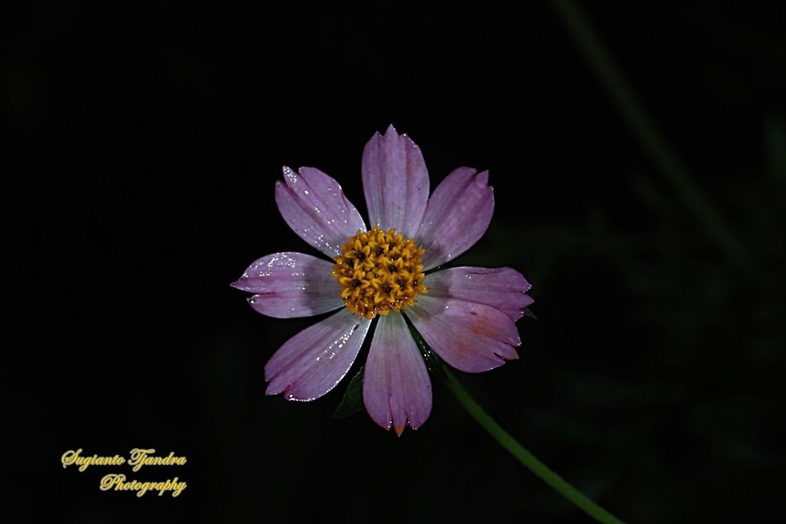 Bunga Kenikir Ungu (Cosmos caudatus)  Cosmos caudatus,Fall,Geotagged,Indonesia,Kenikir