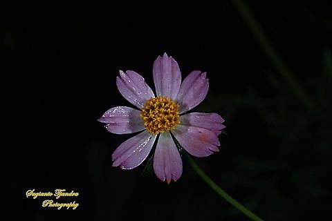 Bunga Kenikir Ungu (Cosmos caudatus)  Cosmos caudatus,Fall,Geotagged,Indonesia,Kenikir