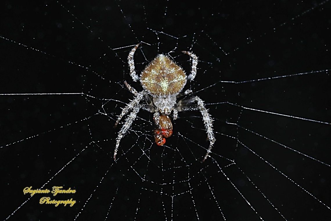 Orb-weaver Spider, Eriovixia laglaizei w/prey  Eriovixia laglaizei,Fall,Geotagged,Indonesia