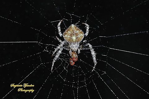 Orb-weaver Spider, Eriovixia laglaizei w/prey  Eriovixia laglaizei,Fall,Geotagged,Indonesia
