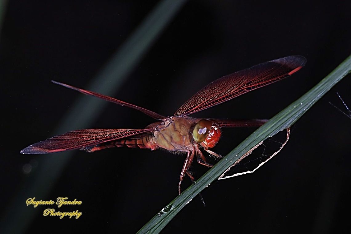 Red-winged Dragonfly (Neurothemis terminata) - male West Java, Indonesia  Fall,Geotagged,Indonesia,Neurothemis terminata