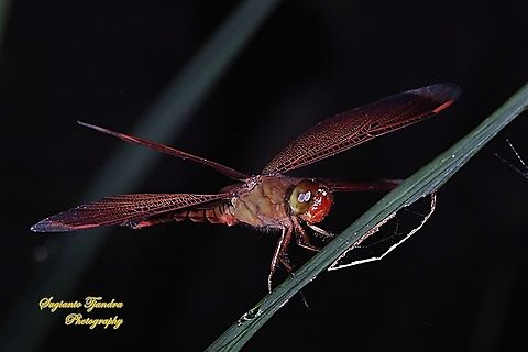Red-winged Dragonfly (Neurothemis terminata) - male West Java, Indonesia  Fall,Geotagged,Indonesia,Neurothemis terminata