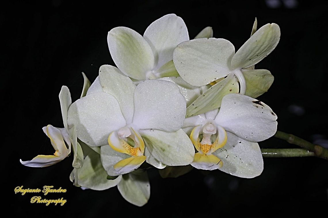 Orchid flower, Phaleonopsis (Orchidaceae)  Fall,Geotagged,Indonesia