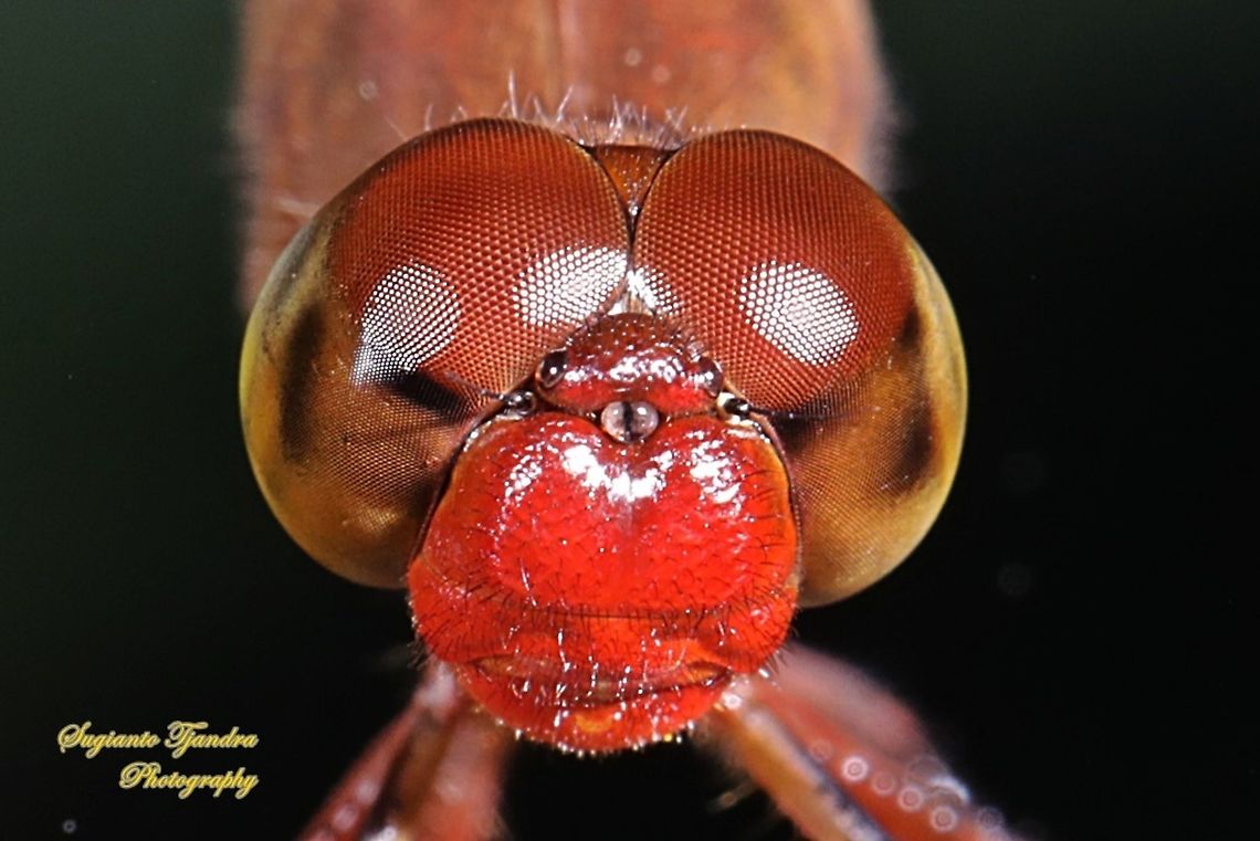 Red-winged Dragonfly head (Neurothemis terminata) - male  Fall,Geotagged,Indonesia,Neurothemis terminata