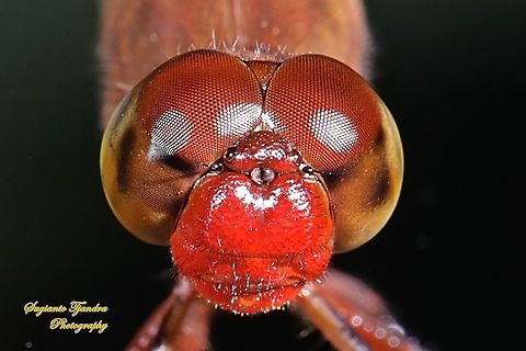 Red-winged Dragonfly head (Neurothemis terminata) - male  Fall,Geotagged,Indonesia,Neurothemis terminata
