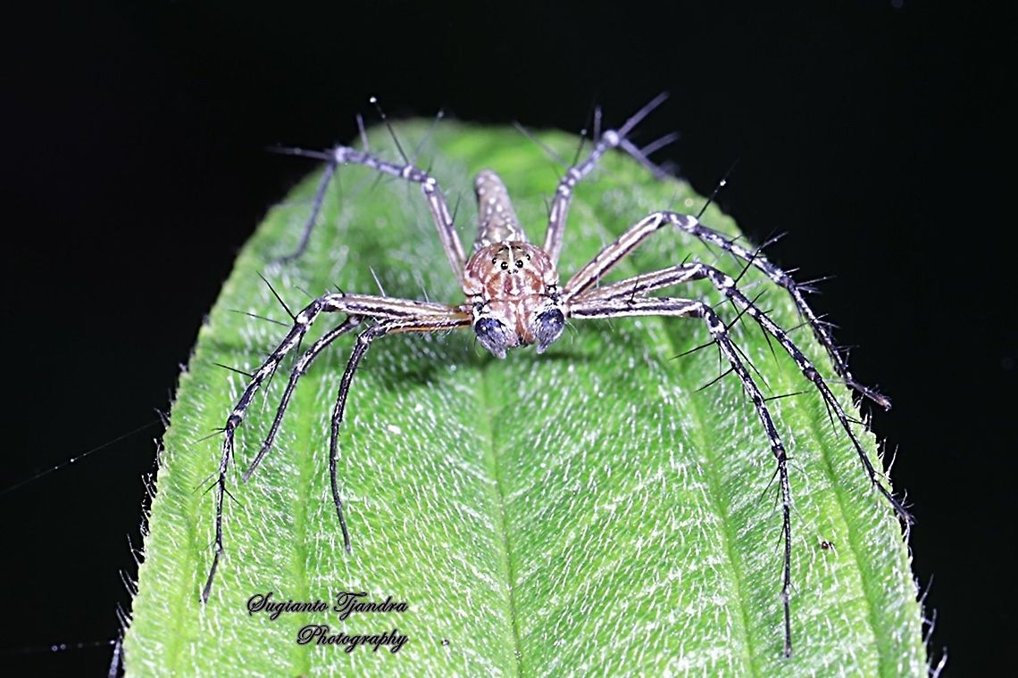 Asian Lynx Spider, Hamadruas (Oxyopidae)  Fall,Geotagged,Indonesia