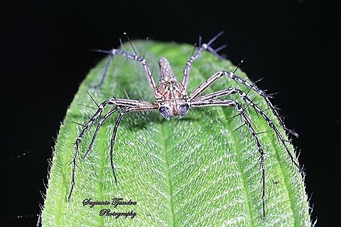 Asian Lynx Spider, Hamadruas (Oxyopidae)  Fall,Geotagged,Indonesia