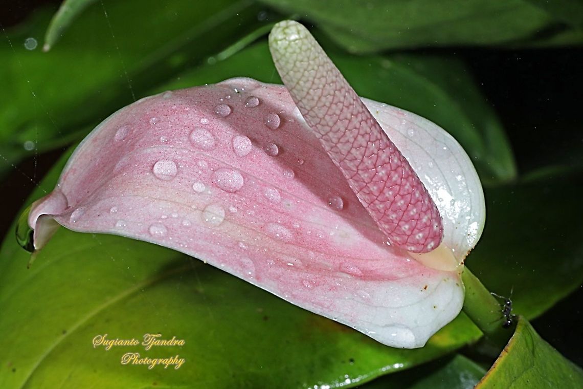 Peace Lily, Spathiphyllum Sp.  Fall,Geotagged,Indonesia