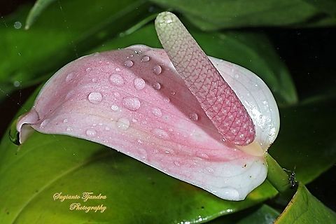 Peace Lily, Spathiphyllum Sp.  Fall,Geotagged,Indonesia