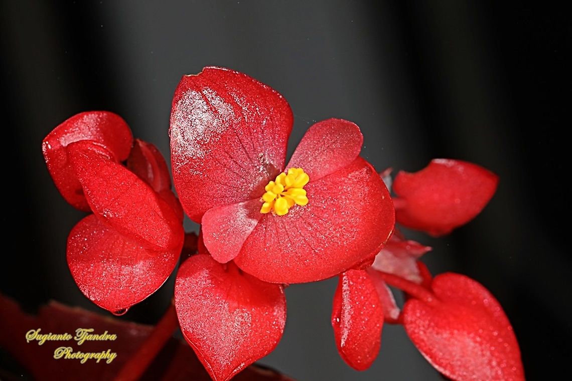 Red Begonia flower, Begoniaceae  Fall,Geotagged,Indonesia