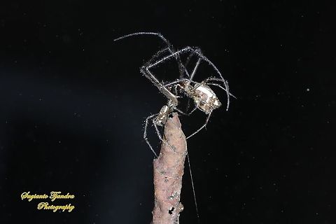 A pair of long-jawed Orb Weaver Spiders (unknown species???) - "shall we dance, darling"  Fall,Geotagged,Indonesia