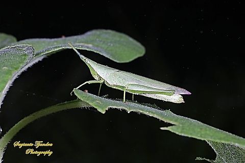 Vegetable grasshopper-Atractomorpha similis Sp.  Atractomorpha similis,Fall,Geotagged,Indonesia