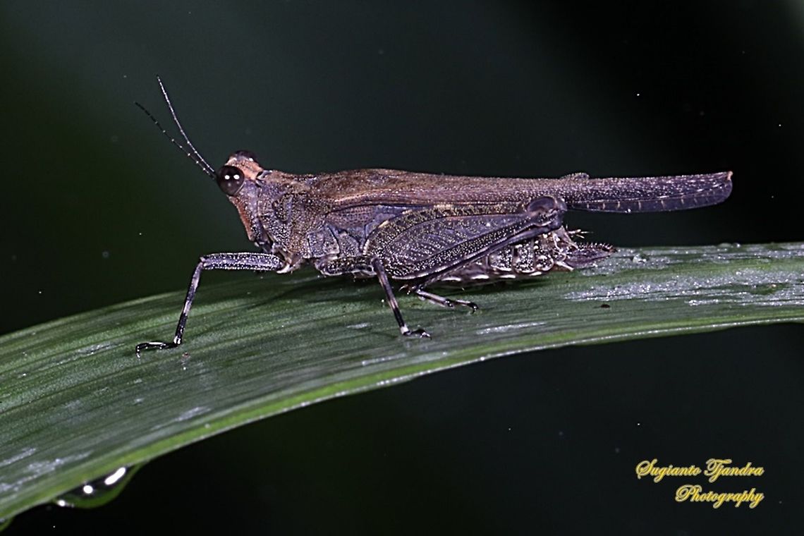 Pygmy grasshopper, Tetrigidae  Fall,Geotagged,Indonesia