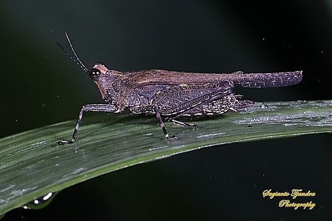 Pygmy grasshopper, Tetrigidae  Fall,Geotagged,Indonesia
