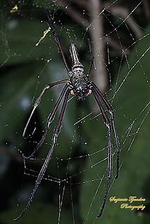 Golden orb-web spider, Nephila Pilipes  Fall,Geotagged,Indonesia,Nephila pilipes