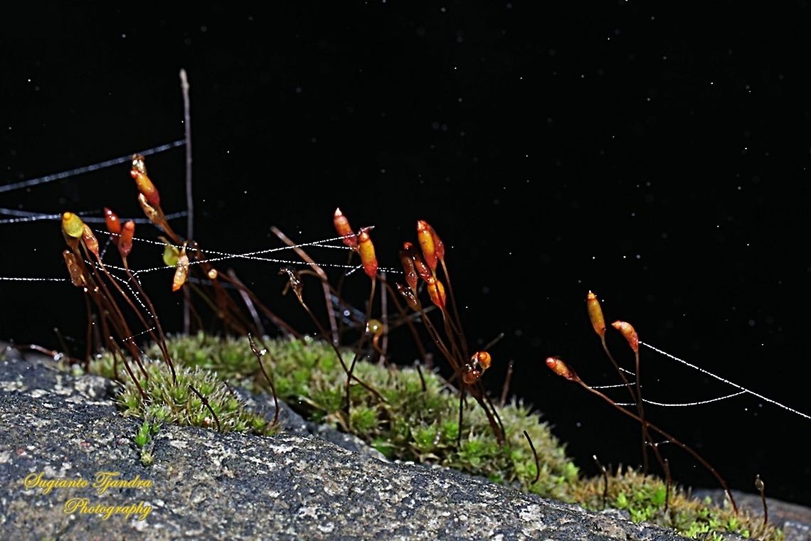 Moss flowers  Fall,Geotagged,Indonesia