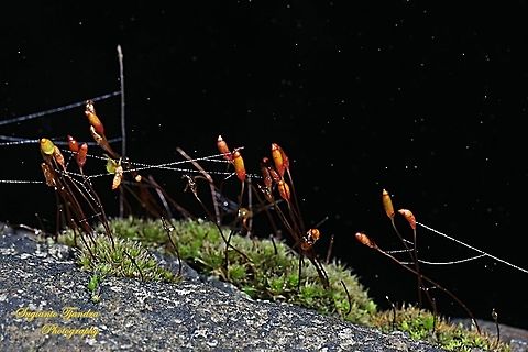 Moss flowers  Fall,Geotagged,Indonesia