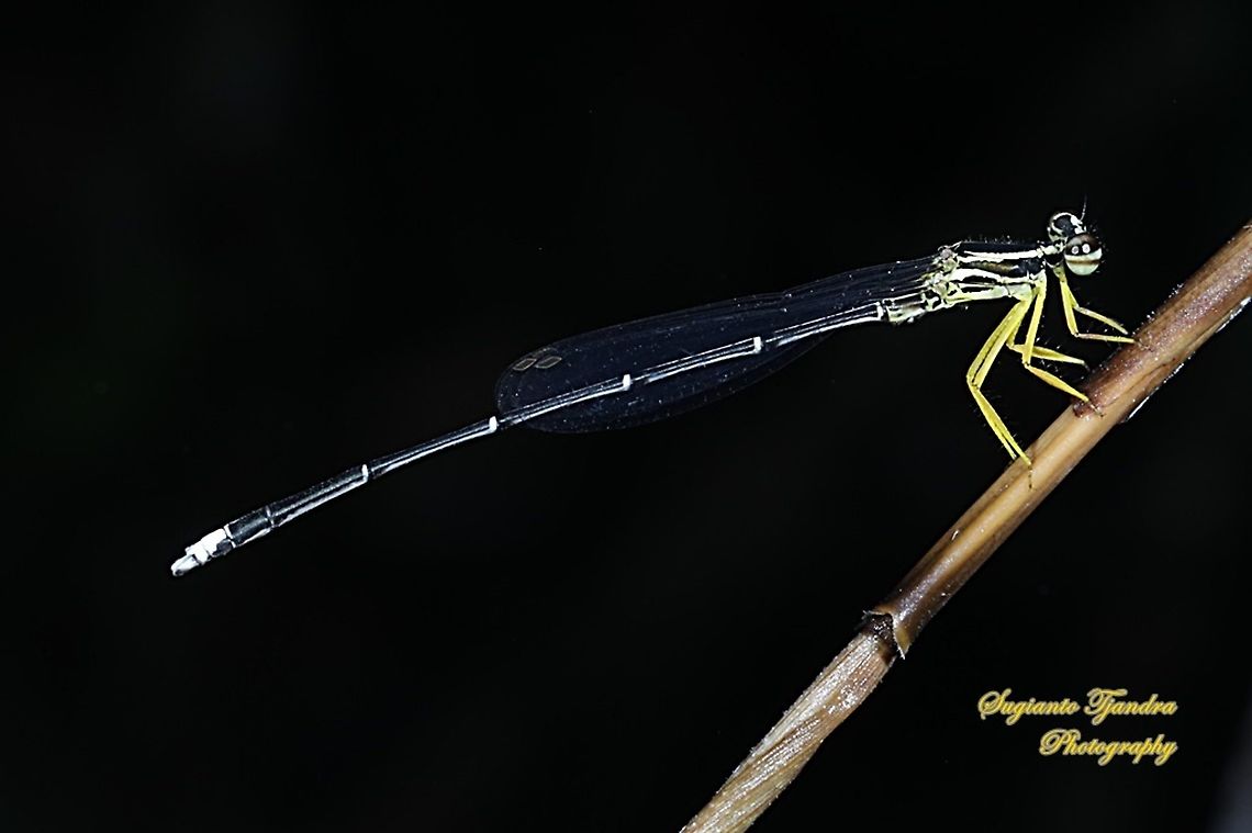 Yellow Bush Dart, Copera marginipes Sp, Platycnemididae - Male  Copera marginipes,Fall,Geotagged,Indonesia,Yellow bush dart