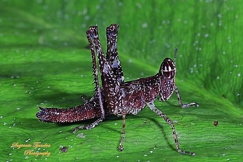 Monkey Hopper, Erucius sp.  Fall,Geotagged,Indonesia