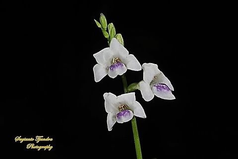 Chinese Violet Weed flower, Asystasia gangetica  Asystasia gangetica,Chinese violet,Fall,Geotagged,Indonesia