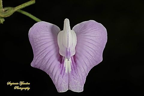 Butterfly pea flower, Centrosema pubescens  Centro,Centrosema pubescens,Fall,Geotagged,Indonesia