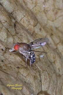 Fruit Fly, Drosophilidae  Fall,Geotagged,Indonesia